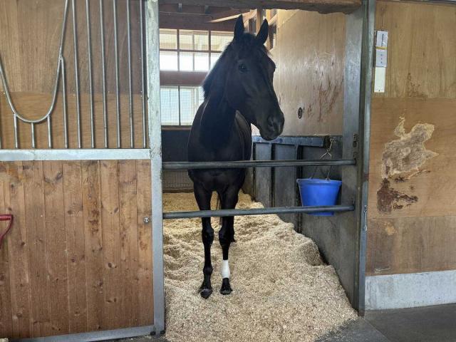 ダービー馬クロワデュノールは年内もう1戦を予定　NFしがらきで着地検査中　香港国際競走2鞍に予備登録