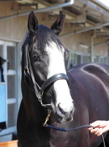 ڥåܡǥSܤ黲Υȥ饦ɤ夲Ϥ6塡äΤϸΥߡ