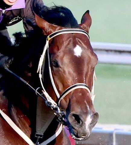 【BCターフスプリント】米国のシソスパイシーが勝利　日本馬のインビンシブルパパ、ピューロマジックは敗れる