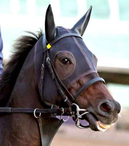 BCޥ۳G1ĩΥ른̤ľɤ⾡ʤ餺6ޤǡɽΥǥåȡ굳ȥӤ