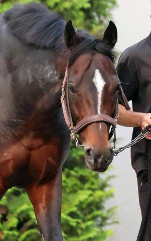 ڹܥC۾޶ۤ1000ɥΥӥå졼Ƚ礬ꡡܤΥꥨ5֥