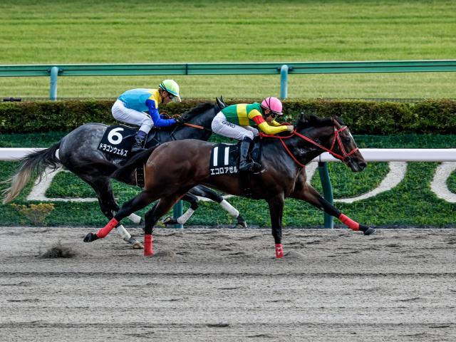 【秋嶺Sレース後コメント】エコロアゼル団野大成騎手ら