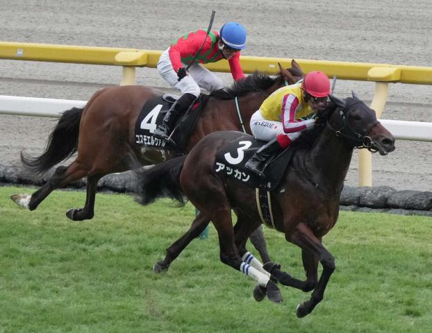 【百日草特別】アッカン2連勝　しぶとい伸び披露　池添「直線は余裕があった」