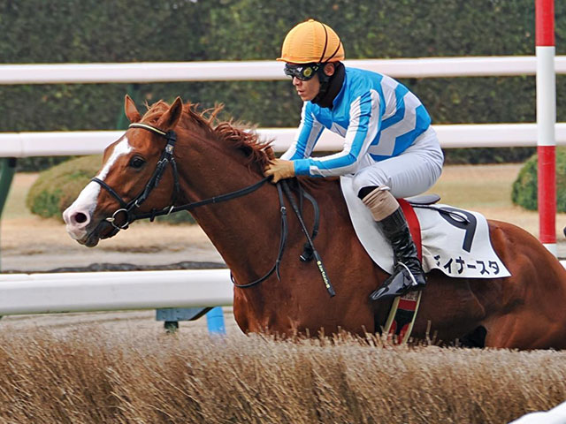 【京都JS想定騎手】ディナースタは高田潤騎手、レッドバロッサは小牧加矢太騎手