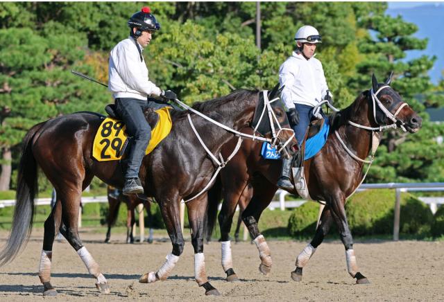 【みやこS】大久保厩舎はアウトレンジとダブルハートボンドの2頭出し　陣営「1着同着になったらいいな」
