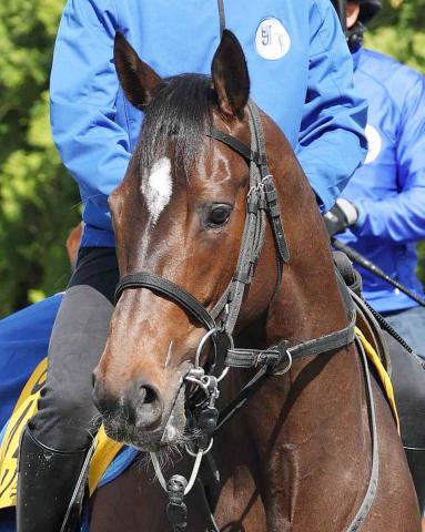 【JBCレディスC】武豊騎手騎乗のオーサムリザルト3着　レースはスムーズも「本来のこの馬という感じではない」