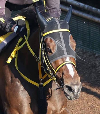【JBCレディスC】テンカジョウは「ゲートが後に響いてしまったかな」　松山弘平騎手悔しい2着