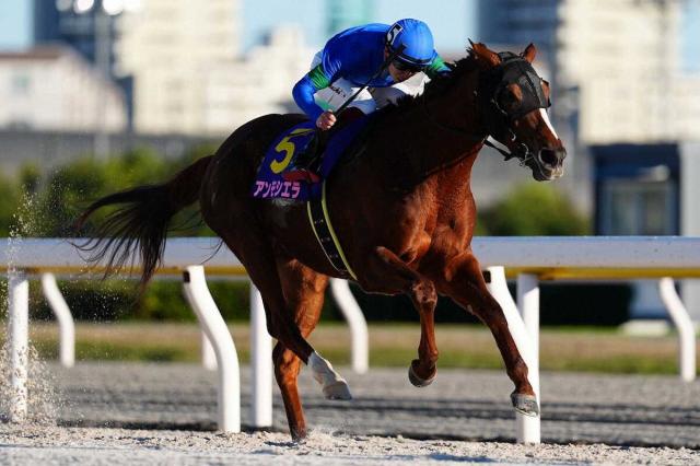【船橋競馬　JBCレディスクラシック】アンモシエラ　逃げて連覇達成　横山武史「もうひと花咲かせた」