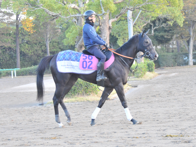 おじに重賞3勝シャケトラがいるミラージュノワール 宮田師「ポテンシャルは高いと思う」/関東馬メイクデビュー情報