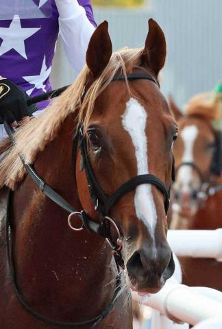 【JBCスプリント】サンライズアムールは3着でJpn1初勝利ならず　松山弘平騎手「行ければ行きたかったです」