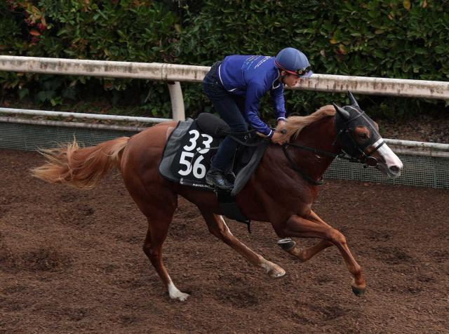 【京王杯2歳S】ダイヤモンドノット　短距離で輝く末脚　福永師「体調はキープしている」