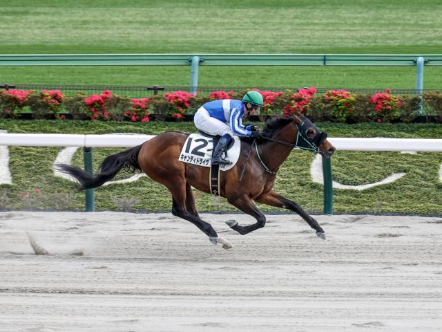 ƻĥץͽۡۺͤûΥϩ ϳ֤ǥɥ饤濴