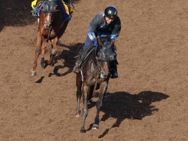 バステールなど、先週のゲート試験/栗東トレセンニュース