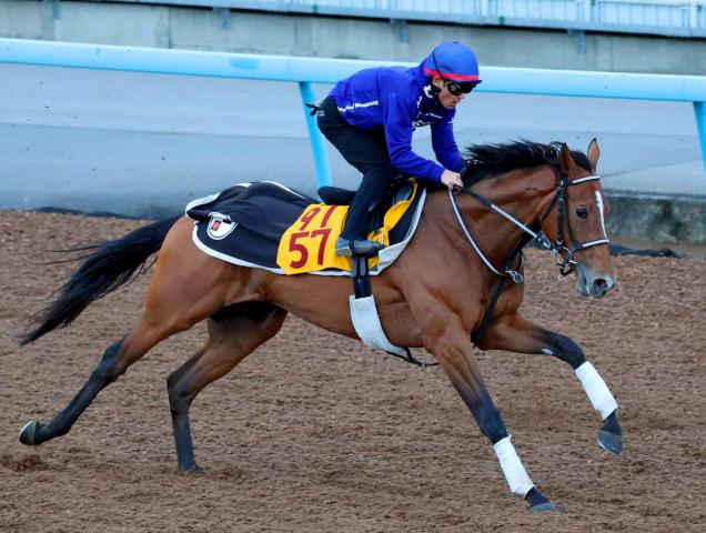【アルゼンチン共和国杯】ホーエリートが35年ぶりの牝馬Vへ　田島調教師「まずは重賞を勝ちたい」