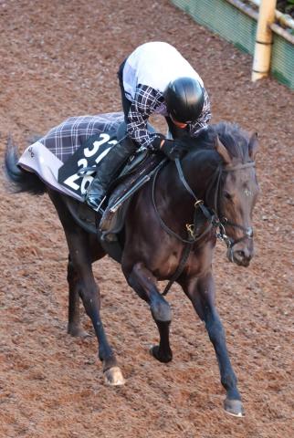 【京王杯2歳S】前走快勝のルートサーティーンに注目　陣営「センスがいいし、いい脚を持っています」