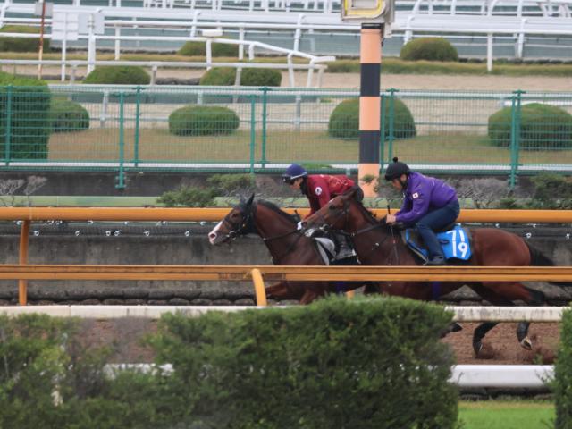 ɥޥ䥯åǥ꡼2S1ɤڤ®/ȥ쥻˥塼