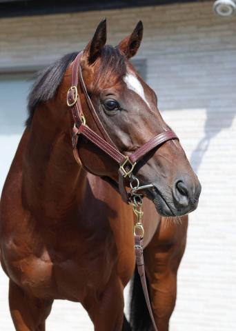 ưۥ졼٥󥹥ƥͽ̤ꥢ를¹դ򤷥ޥCS