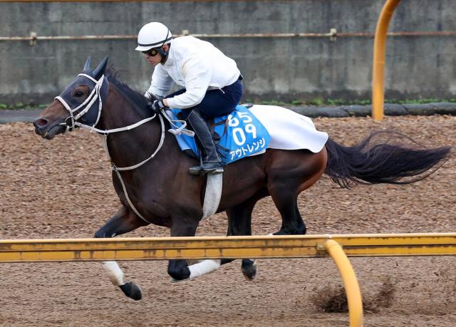 【みやこS】帝王賞2着のアウトレンジはパワフルな身のこなし　大久保調教師「状態は前走ぐらいにはあるのでは」
