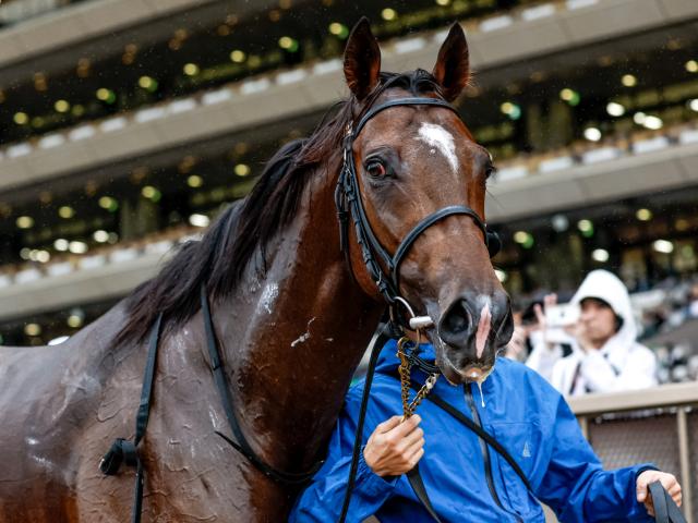 ڽۿ͵Ǥ⥷ڥ󥰤ܽʬ/ϻϺΤĤ֤䤭