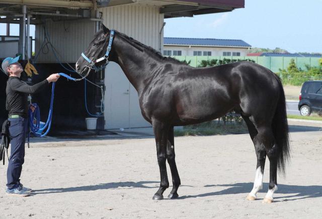 23ǯƲ־ϥɥåĥϺǯ2ƱΥѥCءŵ8夫鴬֤ޤ