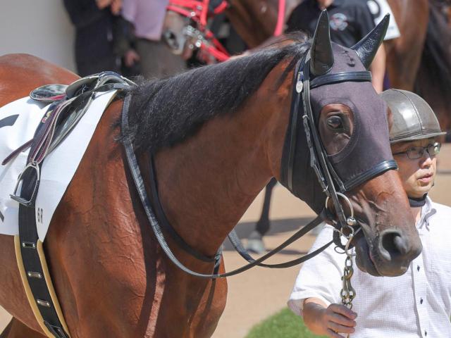 ϡӤΥɥץ業 ߥƥåȤ2ܤǽ龡ʤ뤫