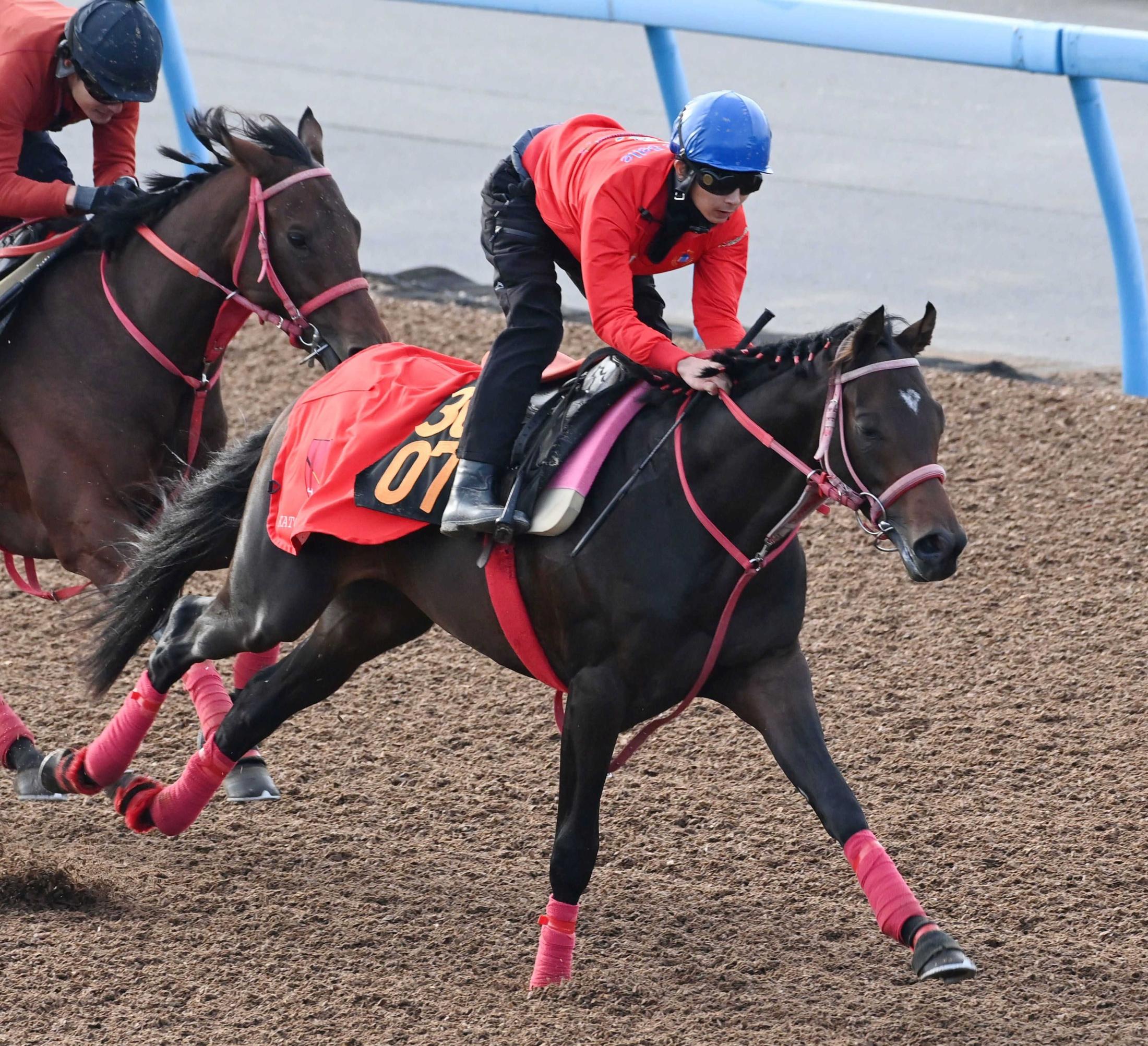 【新馬戦】アイムイン　軽快な動き披露　加藤征師「性格は真面目。バランスがいいし、前向きさもある」