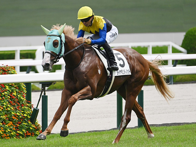 ڵ2SȽۥɥΥåȤ510֡åɥƥ󥬡816