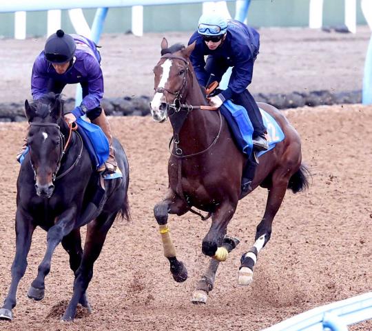 ڥ를¹աۥȥåץϥǤΥѡ23֡᡼뵳Υƥ󥬡饹糰