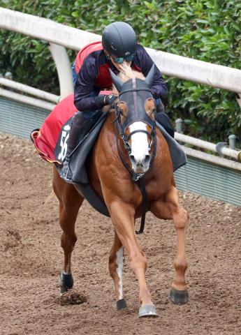 ڵ2Sۥ᡼뵳ȿӤΥɥΥåȤ510֡ڥ󥰤36ֳ֡