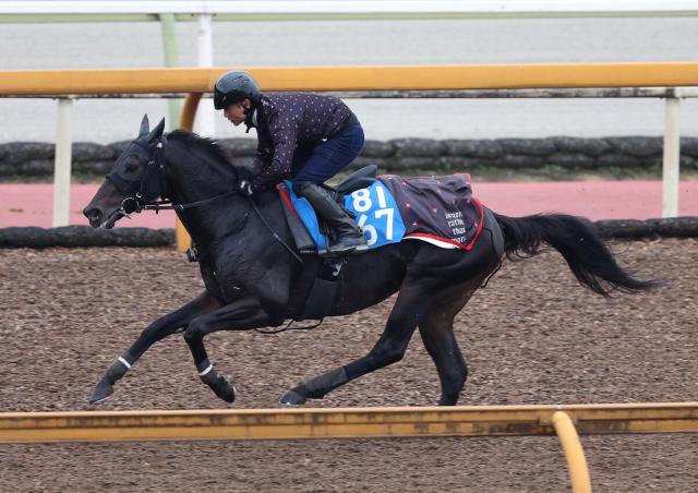 【みやこS】惜敗続きに終止符打ちたいロードクロンヌ　四位調教師「何とかタイトルを」