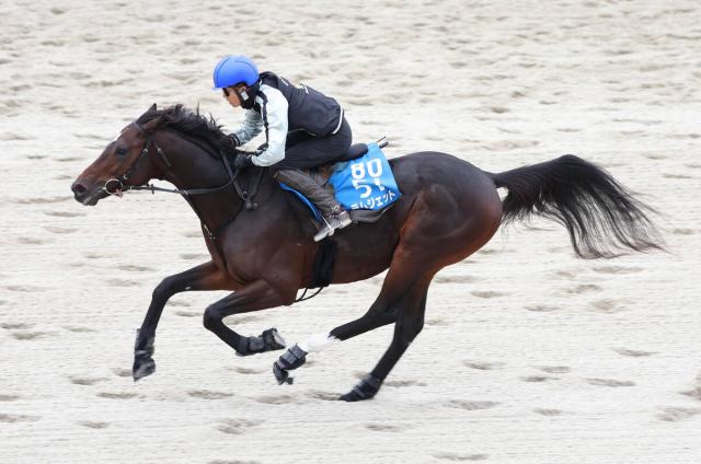 【みやこS】ラムジェットが復権へ　陣営は流れの速そうなメンバー構成を歓迎　「中団くらいで運べれば」