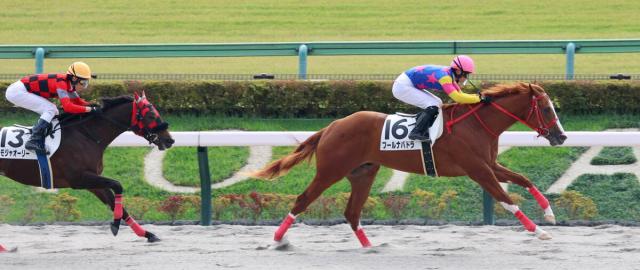 【東京4R・2歳新馬】1番人気のプールナバドラがデビューV　米G1・3勝の父オーセンティック譲りのスピード発揮