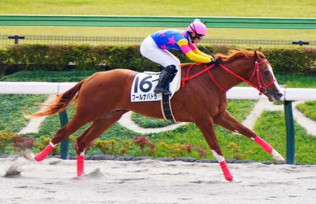 【東京4R・新馬戦】1番人気プールナバドラが逃げ切りV　菅原明「二の脚が速くてセンスあります」