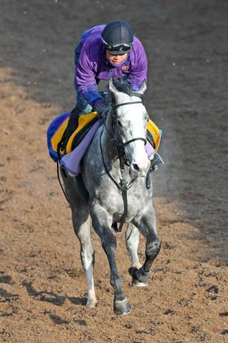 【クイーンエリザベスS・豪G3】ゴールデンスナップは3着　海外遠征2戦目も重賞初タイトルに届かず