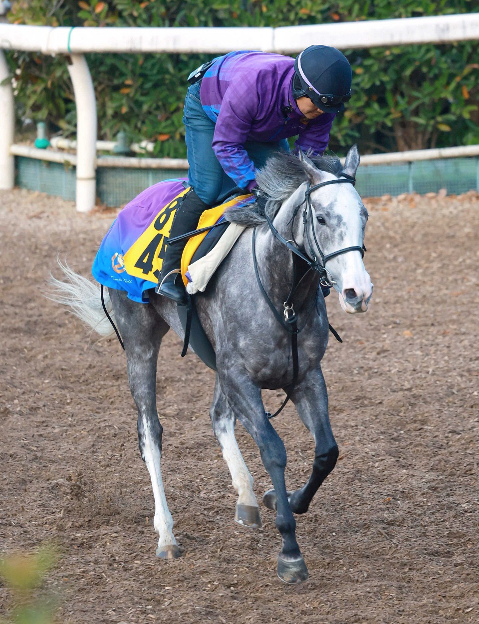 豪Ｇ３クイーンエリザベスＳで５歳牝馬ゴールデンスナップが３着と好走　ハンデ５８キロもしぶとく伸びる