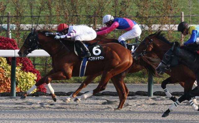 ڵ11RĮSۤ󤬤͵ڥץɥޥȷVǡľǤޤӤޤäƤס