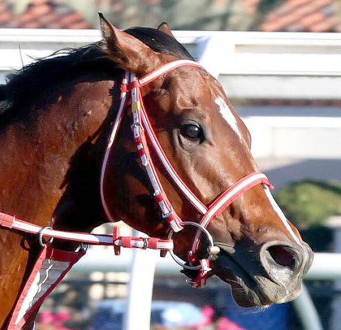 ưۥꥫ󥹥ơǯĴա1200᡼ȥΥڥꥹȤ