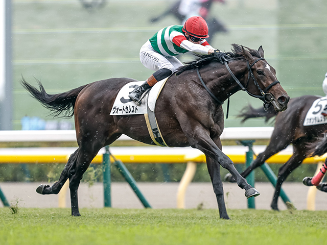 5R̡ۥȥ쥤뻺ȥ쥹Ȥζ礤