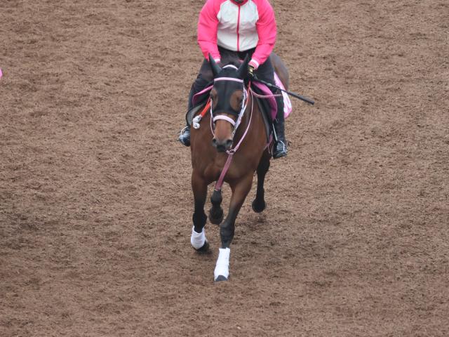 ̥ʤɡ轵ΥȻ/ȥ쥻˥塼