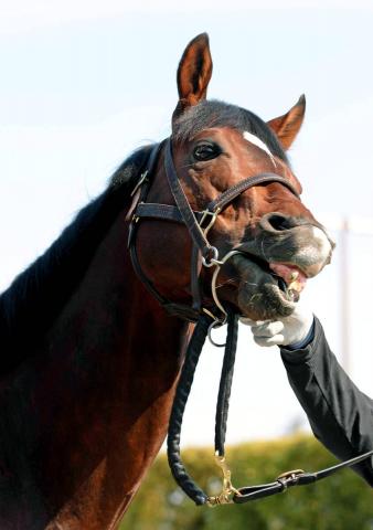 ѥ󥸥㥿ʤɥȥꥢ4ƬJRAϳعǸ֤