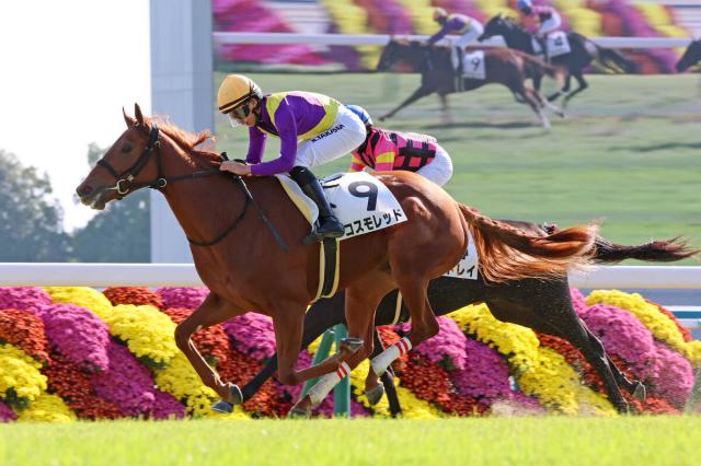 【注目馬動向・2歳】京都で新馬勝ちのコスモレッドは阪神JFへ直行