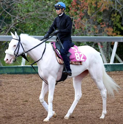 ưӤΥޥ륬˭ǤĤ֤ޤءܳĴա1400᡼ȥϤ䤹