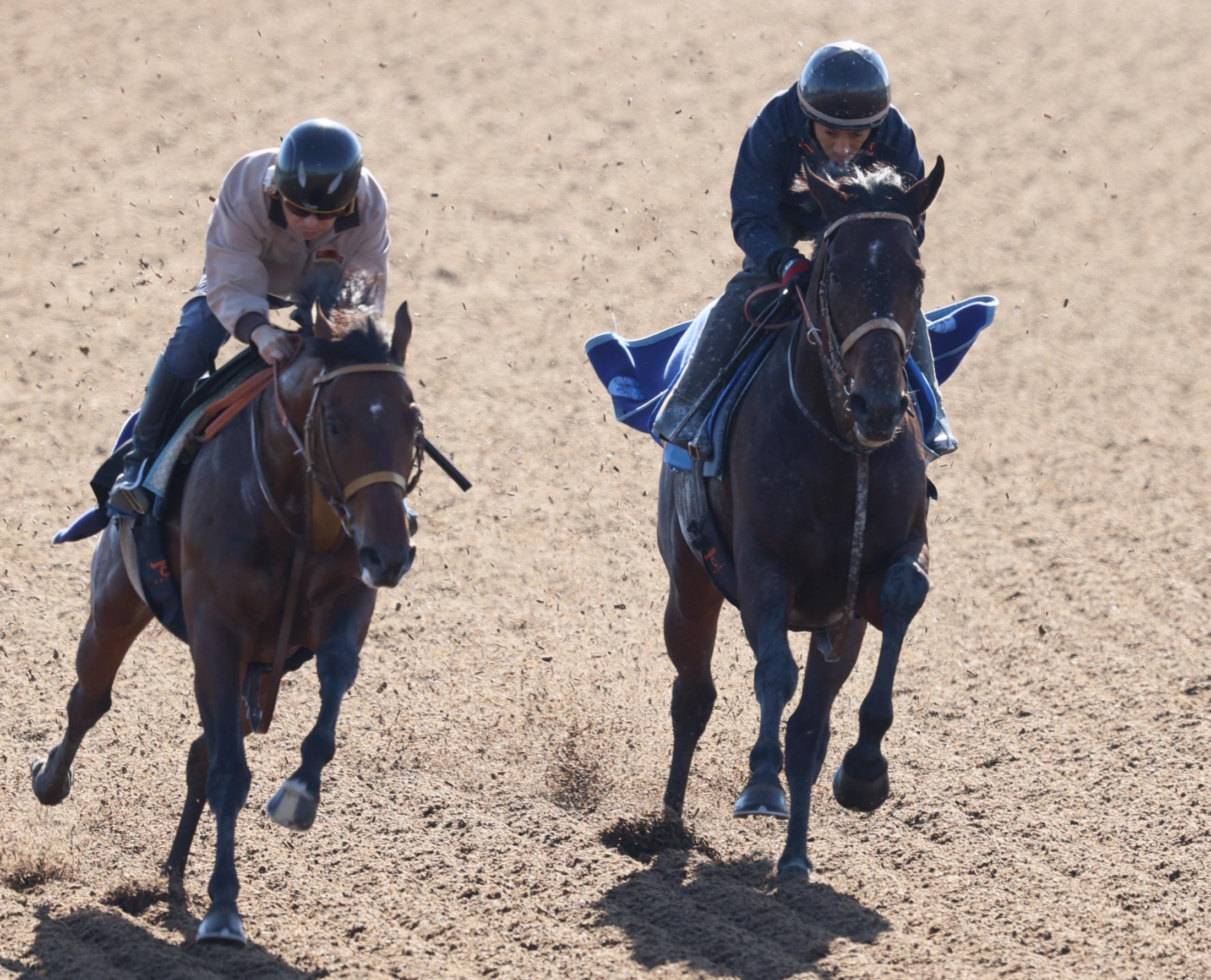 【武蔵野Ｓ】ルクソールカフェ　息遣い良くなった重賞初制覇へ意欲　堀師「現状はこの条件が一番」