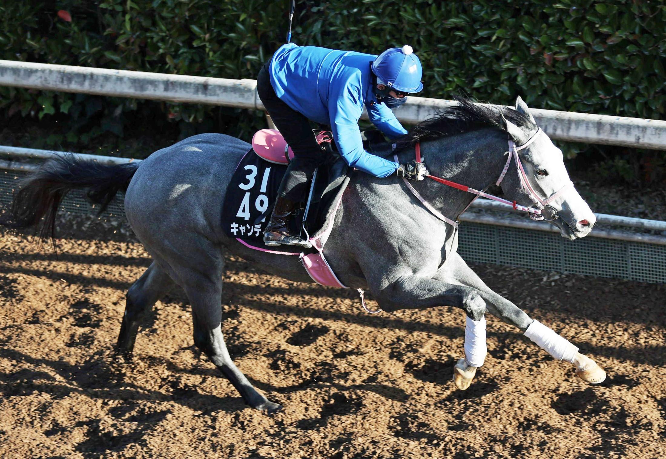 【デイリー杯２歳Ｓ】キャンディード好感触　カギになる距離延長　松下師「大丈夫」「馬も成長」