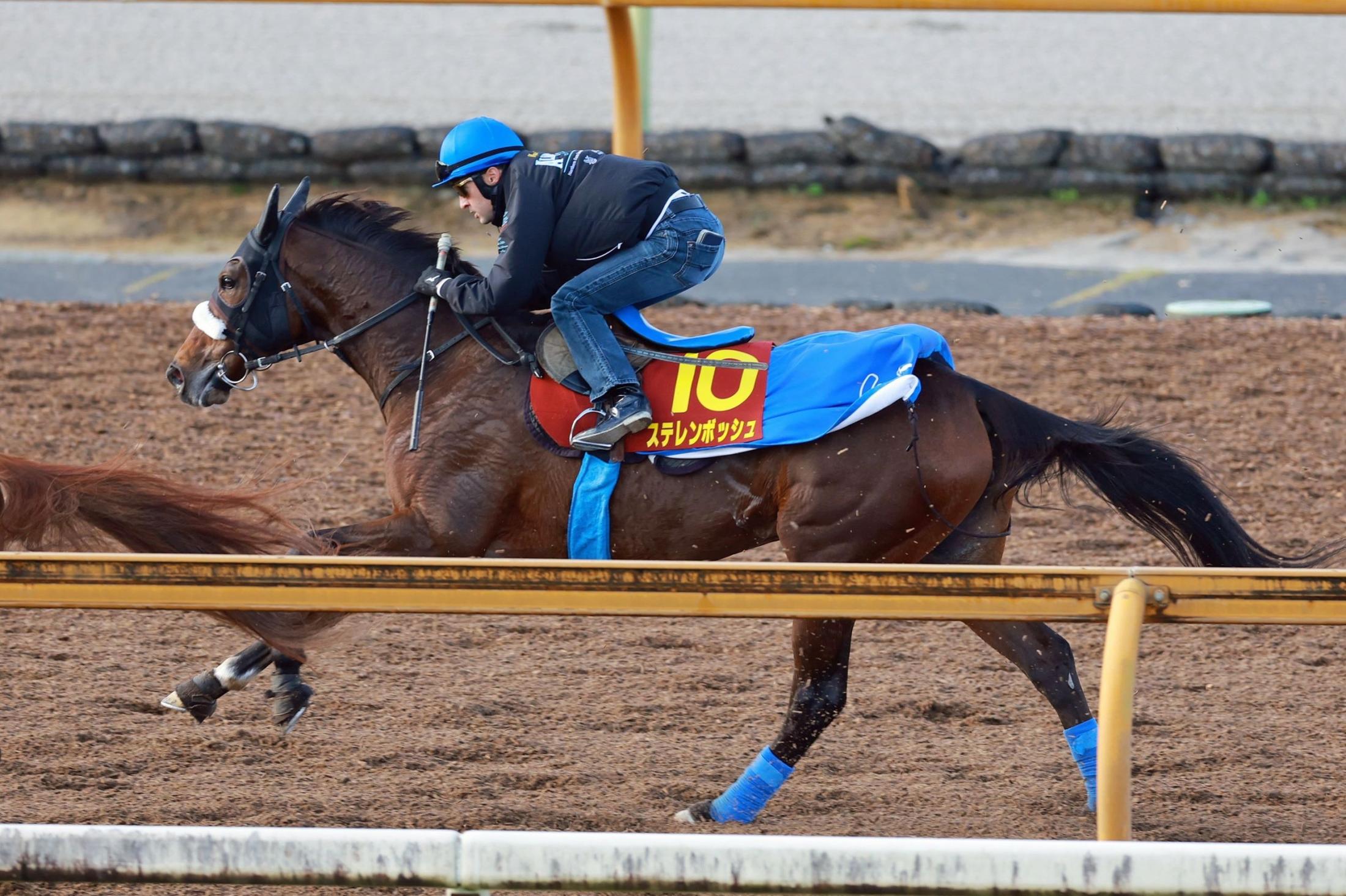 【エリザベス女王杯】国枝師　ステレンボッシュの「やる気スイッチは入っている感じ」栗東滞在効果に期待