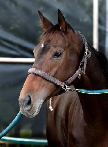 【エリザベス女王杯】アドマイヤマツリが回避　追い切り後に右後肢の歩様が乱れたため