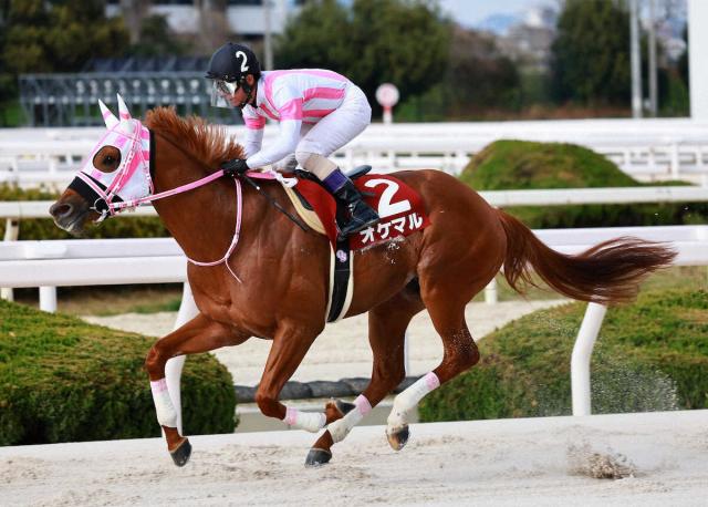 【園田競馬　27日発走　園田金盃　ファン投票結果発表】無敗の兵庫3冠馬オケマルがトップ