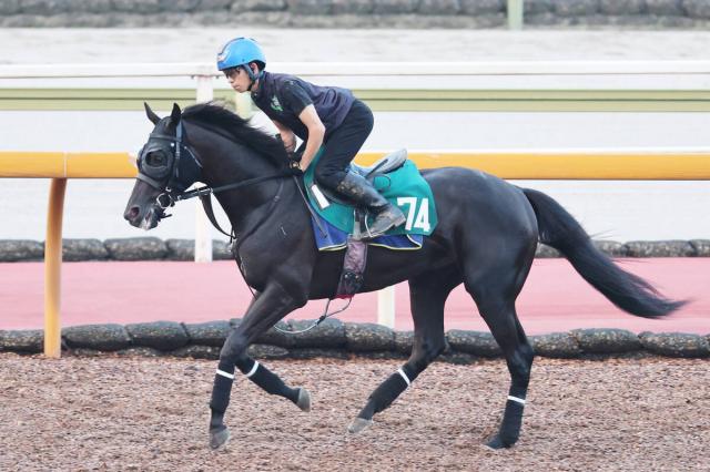 【注目馬動向】G1を4勝したクロノジェネシスの初子ベレシートはエリカ賞へ
