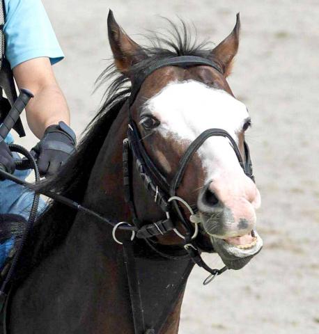 【注目馬動向】オクトーバーS15着のシルブロンはステイヤーズSへ　3年連続参戦を目指す