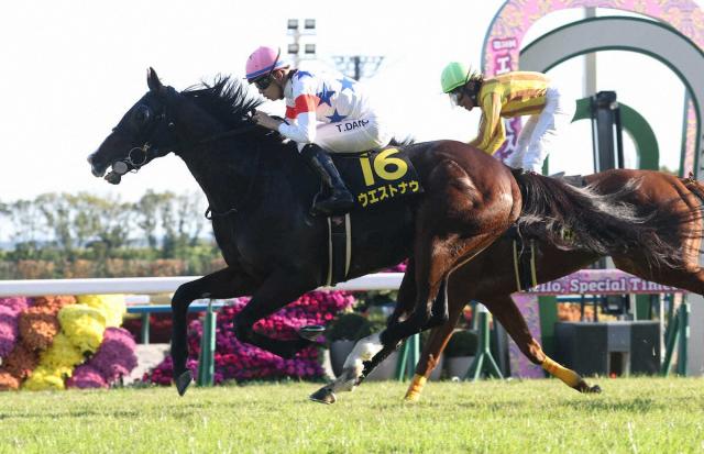 【アンドロメダS】ウエストナウ　差し切りOP初勝利　団野「期待以上のパフォーマンス」